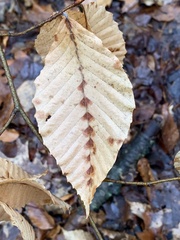 Acalitus ferrugineum