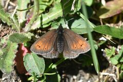 Erebia epiphron