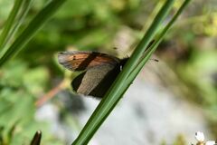 Erebia epiphron