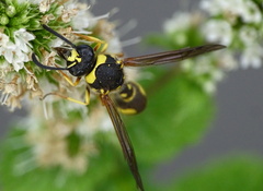 Eumenes papillarius