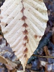 Acalitus ferrugineum