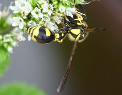 Eumenes papillarius