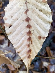 Acalitus ferrugineum