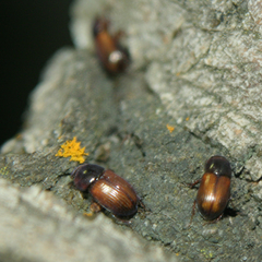 Aphodiini