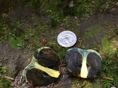 Gastroboletus