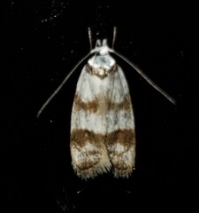 Chezala brachypepla