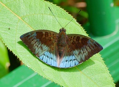 Euthalia monina monina