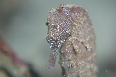 Hippocampus kuda