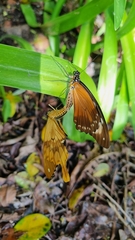 Papilio dardanus cenea