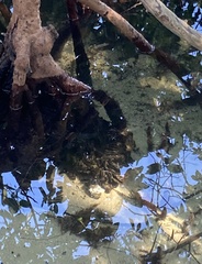 Isognomon alatus