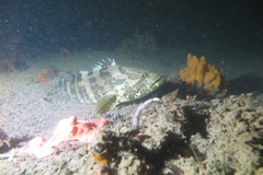 Epinephelus