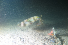 Sepioteuthis lessoniana