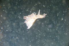 Nudipleura