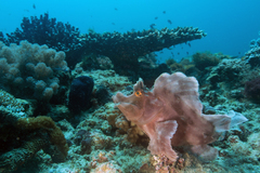 Rhinopias eschmeyeri