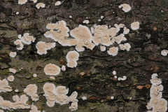 Coniophora puteana