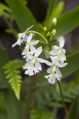 Epidendrum calanthum
