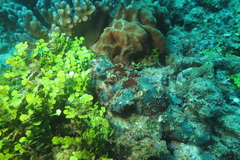 Scorpaenidae