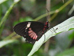 Parides iphidamas