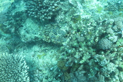 Antennarius commerson