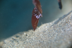 Solenostomus cyanopterus