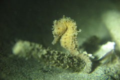 Hippocampus kuda