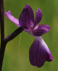 Anacamptis laxiflora