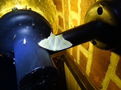 Ourapteryx sambucaria