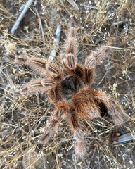 Grammostola rosea
