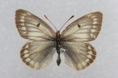 Colias nastes