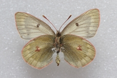 Colias nastes