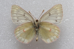Colias nastes
