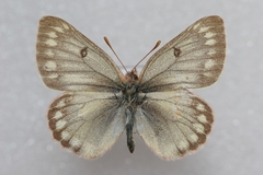 Colias nastes