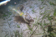 Sepioteuthis lessoniana