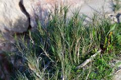 Sporobolus virginicus