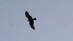 Milvus migrans lineatus
