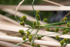 Cyperus blepharoleptos