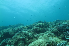 Epinephelus fuscoguttatus