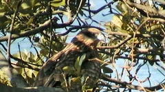 Milvus migrans lineatus
