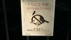 Milvus migrans lineatus