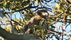 Milvus migrans lineatus