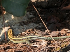 Anatololacerta pelasgiana