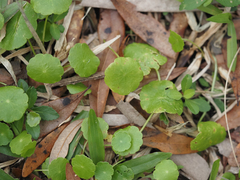 Hydrocotyle umbellata