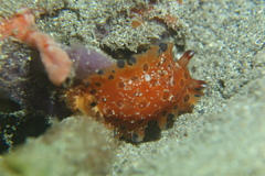 ヒメマダラウミウシ