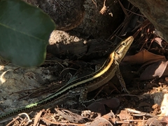 Anatololacerta pelasgiana