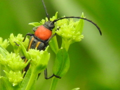 Mannophorus laetus