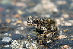 Bufotes viridis sitibundus