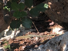 Anatololacerta pelasgiana