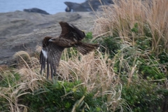 Milvus migrans lineatus