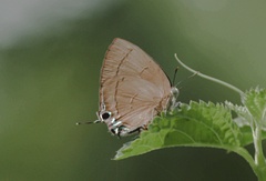 Remelana jangala travana