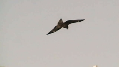 Milvus migrans lineatus